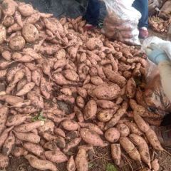 大量供应红心.黄心红薯