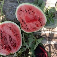 内蒙赤峰各地西瓜现已大量上市