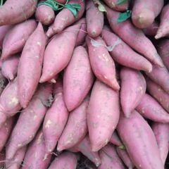 优质龙九大面积上市。