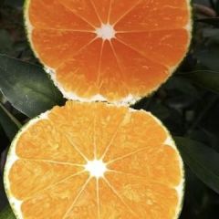 大量供应特早蜜桔 温州蜜柑