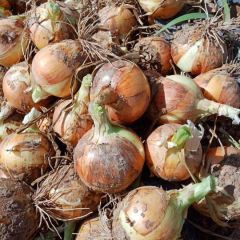 甘肃洋葱已上市 欢迎咨询