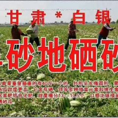 甘肃白银靖远高湾西瓜全国有名。