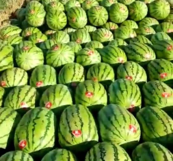 2019年宁夏中宁硒砂瓜价格