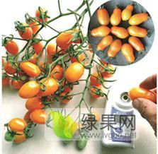 2019年山东历城寒友509价格