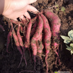 2019红薯价格|红薯种植大户直销量大价格低