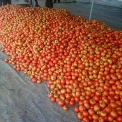 内蒙古赤峰市齐达利西红柿 合作共赢，服务第一