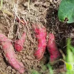 天目小香薯。心香。