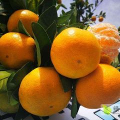 预售湖北柑橘国庆一号批发 产地直销 果园订货