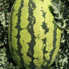 广交天下果友，晒沙瓜大量上市