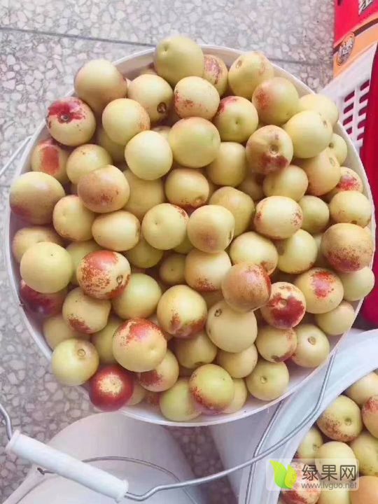 2019年陕西大荔大荔有机冬枣价格
