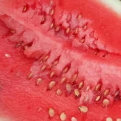 各位老板你好 甘肃省靖远县高湾乡 万亩优质沙