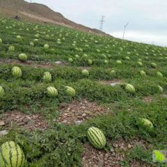 含糖量高 品种金花一号 金城五号...