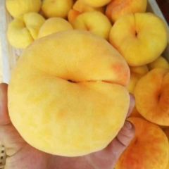 沂蒙山区蒙阴黄金蟠桃