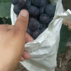 永年夏黑葡萄，味甘果甜，穗形紧凑