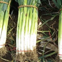 玉田出售长白大葱，量大质优诚信合作