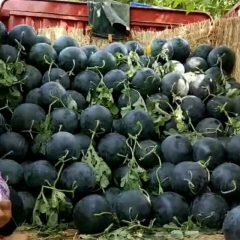太康县黑皮无籽西瓜共同合作热销全国