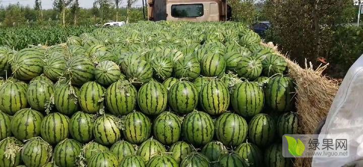 2019年吉林洮南京欣价格