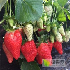 优质品种草莓苗基地 草莓苗批发多少钱一棵