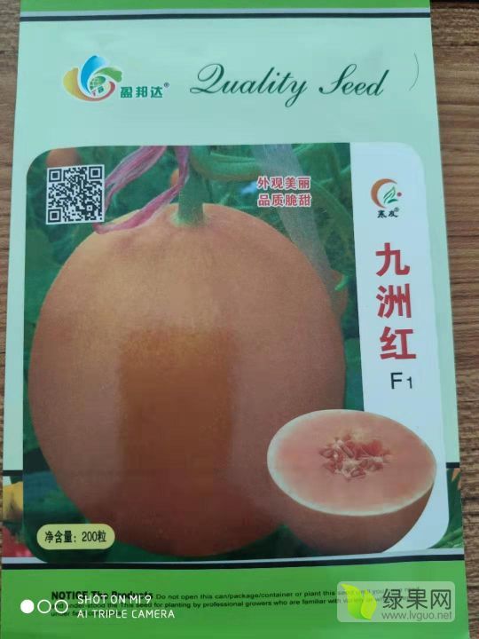 2019年山东历城黄皮红肉甜瓜种价格