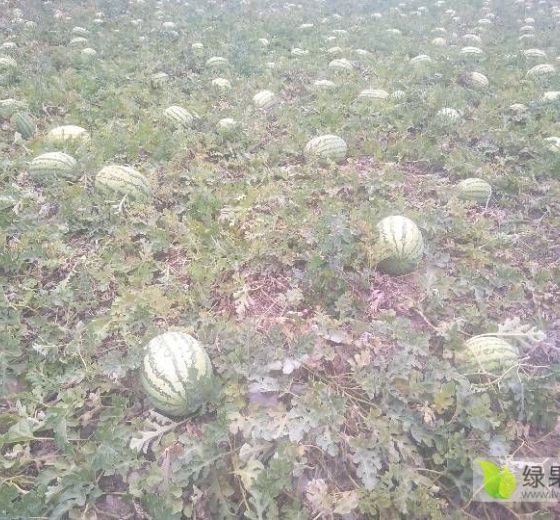 硒砂瓜价格