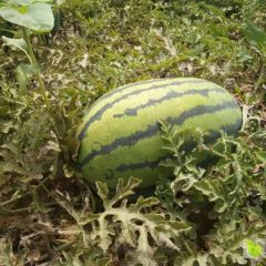 陕西横山西瓜大批量上市，欢迎来电咨询