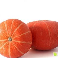 陕西千亩黄金二号红南瓜预计八月中旬大量上市