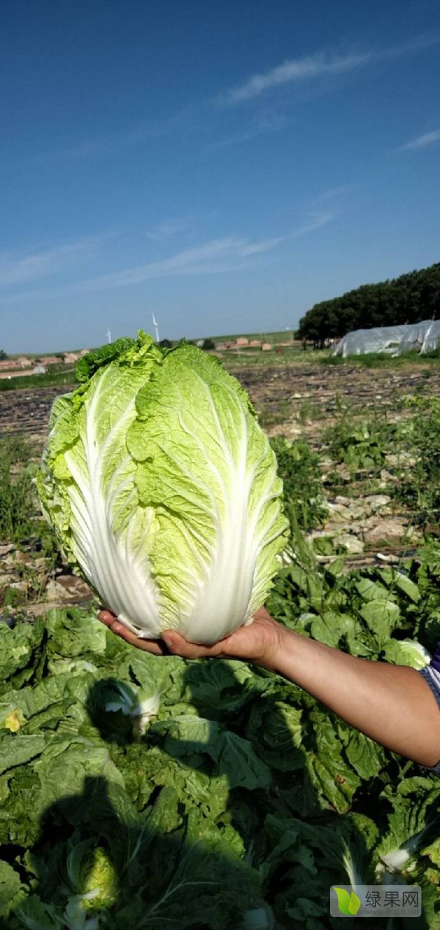 供应:大量供应玲珑黄大白菜.