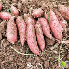 龙薯九号 大量上市