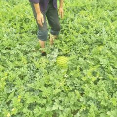 金花一号长式喜人