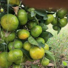 特早糸列及普早