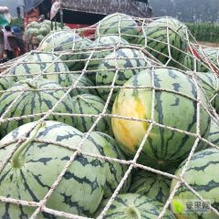花麒麟京欣西瓜大量供应