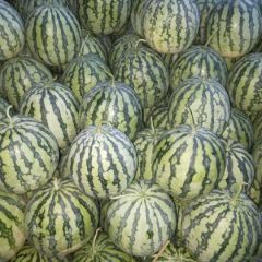 美都京欣花长瓜8424大量上市