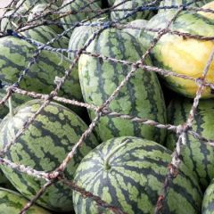 大吨位供货冠龙系列西瓜