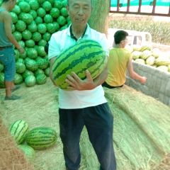 金城五号，棒棒瓜，绝品佳人