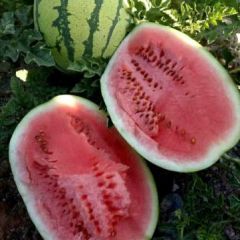 美丽硒砂瓜惹人喜欢