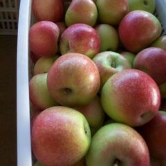 山西运城万荣美八苹果嘎啦大掉价啦