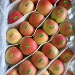 山西运城万荣嘎啦苹果大掉价啦