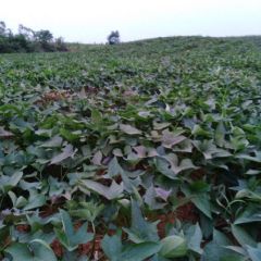 红薯直销，欢迎光临洽谈