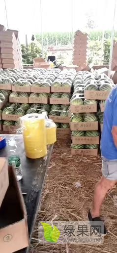 河南扶沟县西瓜8424大量上市