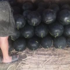 洞庭一号大量上市