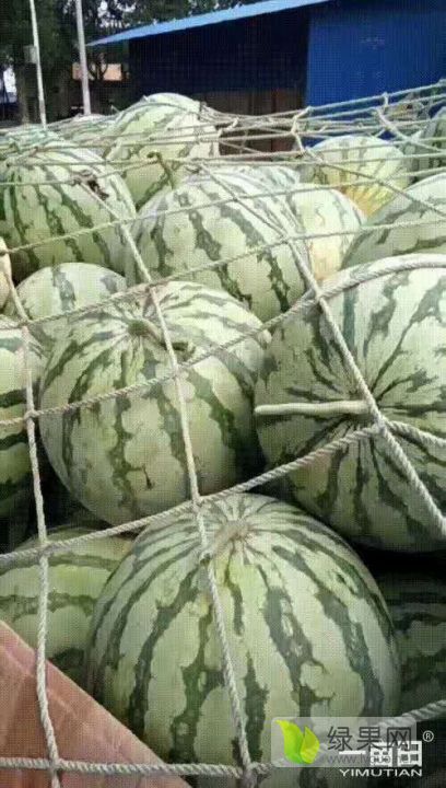 2019年河南太康麒麟西瓜价格