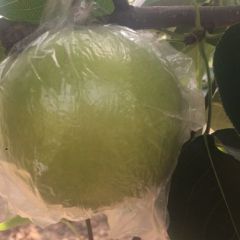 一千亩各种梨