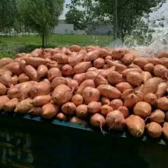 开封红薯大市场欢迎你