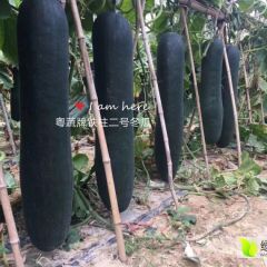 广东天河铁柱二号种子冬瓜