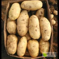 优质土豆，价格量大从优
