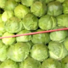 河北张家口涿鹿 代收甘蓝，中甘21