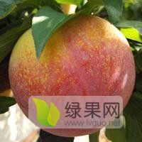 2019年陕西眉县大红袍李子价格