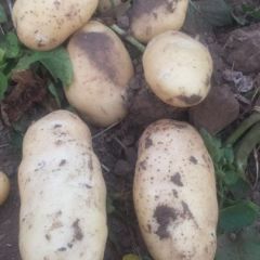 山东省 潍坊市 昌邑市 代收荷兰十五土豆大量供应中