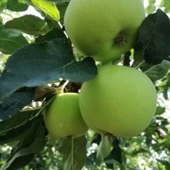 苹果批发中心产地直销