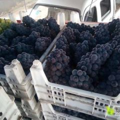 京亚葡萄色香诱人